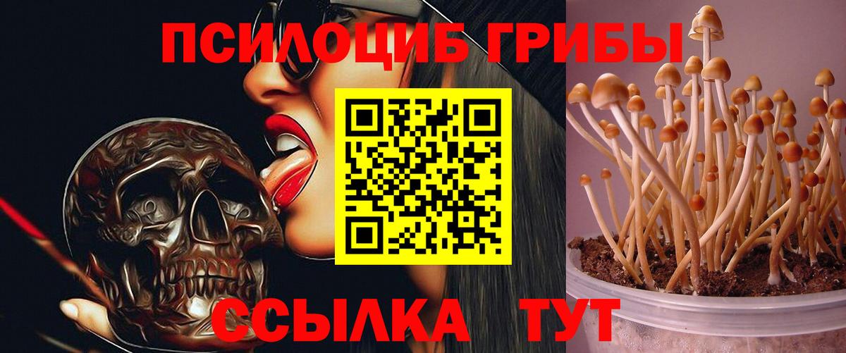 Славянск-на-Кубани  Галлюциногенные грибы прущие грибы  Вход с VPN  Галлюциногенные грибы прущие грибы 